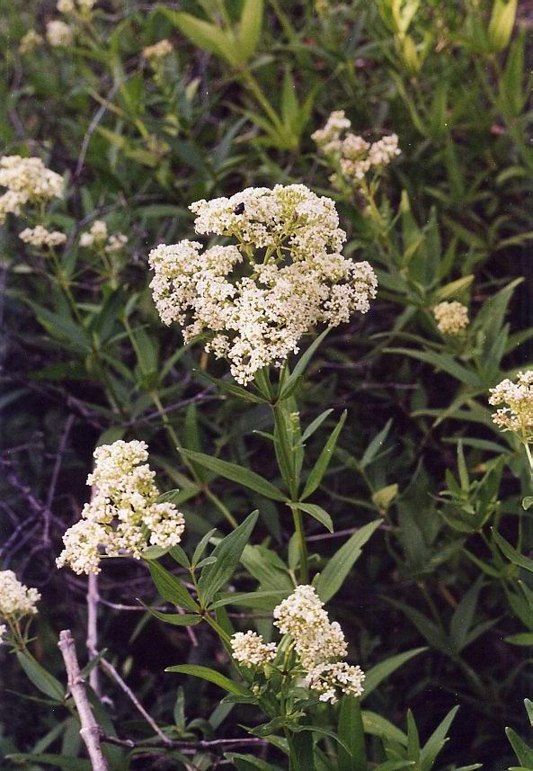 Image of Galium physocarpum specimen.