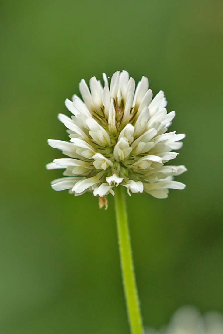 Image of Trifolium ambiguum specimen.