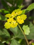 Chrysosplenium alternifolium. Соцветие. Ленинградская обл., Ломоносовский р-н, долина р. Шингарка, влажный берег р. Шингарка, обочина грунтовой дороги. 09.05.2024.