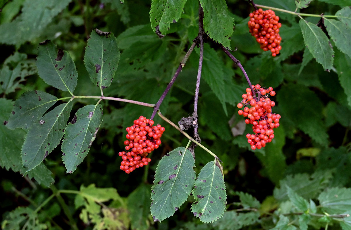 Image of Sambucus racemosa specimen.