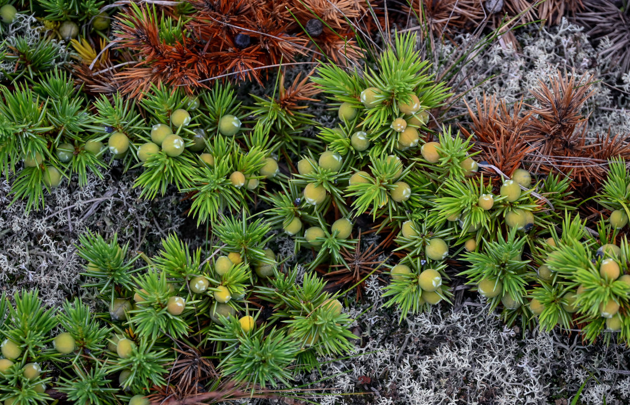 Изображение особи Juniperus sibirica.