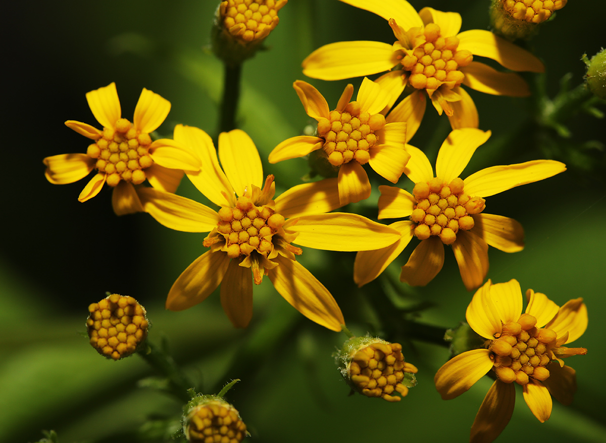 Image of Senecio litvinovii specimen.