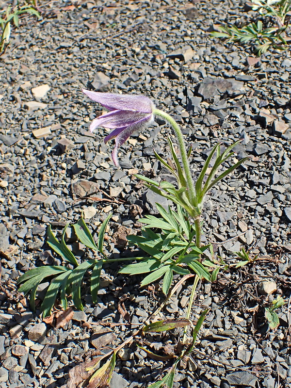 Image of Pulsatilla dahurica specimen.