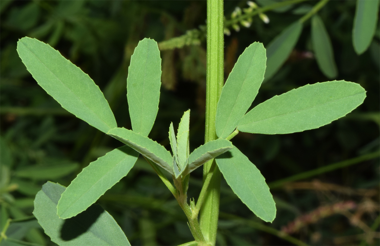 Image of Melilotus albus specimen.