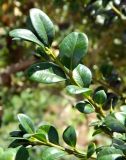 genus Buxus. Верхушки побегов. Бельгия, пров. Эно, окр. Турне, г. Турне, озеленение. Август.