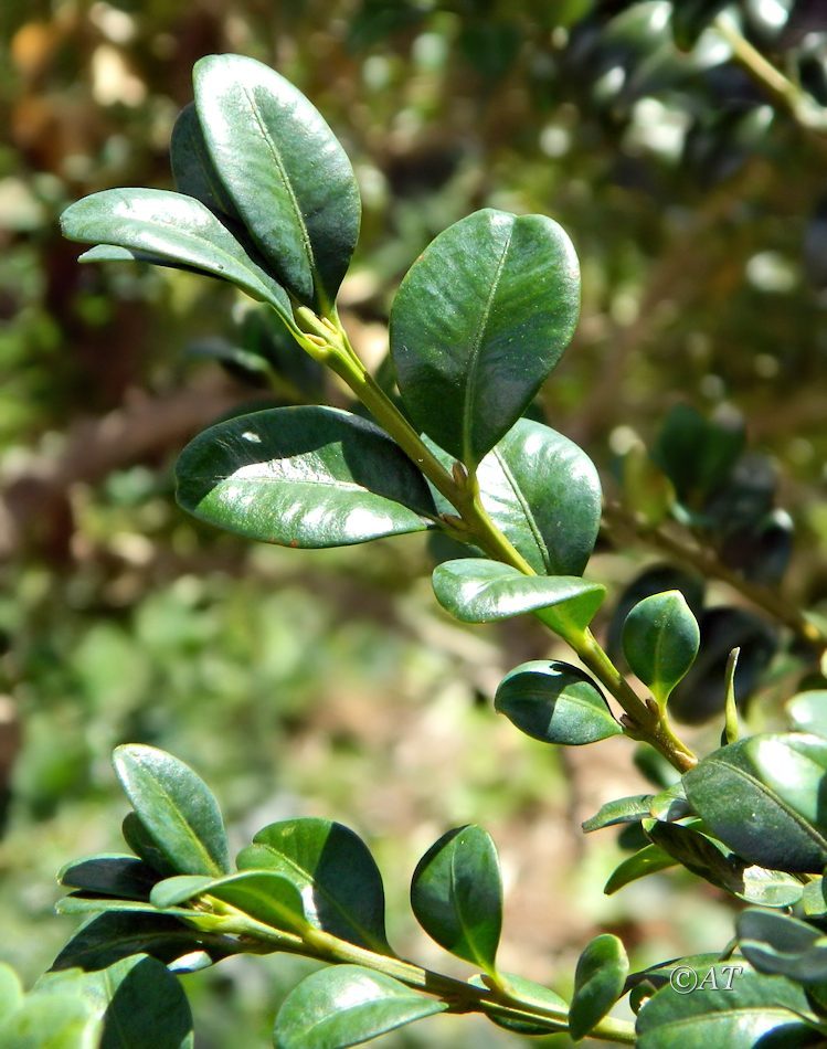 Image of genus Buxus specimen.