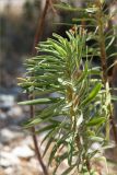 Euphorbia characias. Побег. Турция, пров. Анталья, р-н Кумлуджа, окр. вдхр. Алакыр, каменистая обочина грунтовой дороги. 31.05.2024.