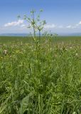 familia Apiaceae. Цветущее растение. Карачаево-Черкесия, Зеленчукский р-н, гора Джисса, ≈ 1600 м н.у.м., субальпийский луг. 14.06.2024.