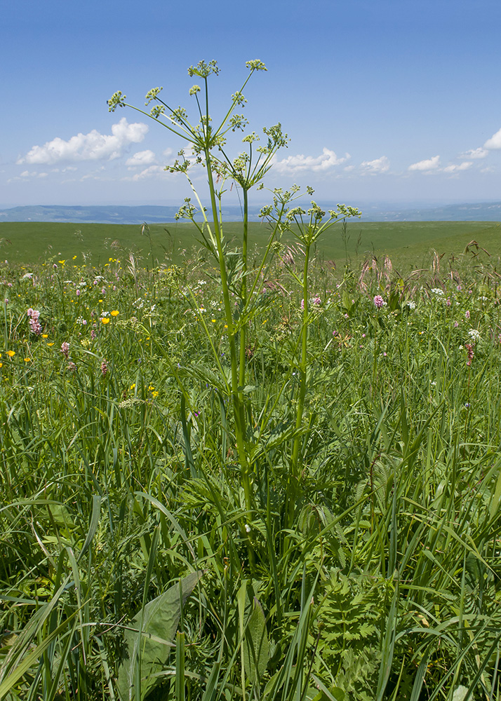 Image of familia Apiaceae specimen.