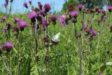 Cirsium heterophyllum. Верхушки цветущих и плодоносящих растений со спаривающимися бабочками. Ленинградская обл., Волосовский р-н, дер. Донцо, суходольный злаково-разнотравный луг на карбонатной почве. 22.06.2024.