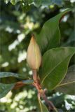 Magnolia grandiflora