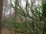 Sequoiadendron giganteum. Часть веточки с отрастающими молодыми побегами. Крым, Южный Берег, окр. Ангарского перевала, ю-в склон Чатыр-Даг, посаженная роща. 27.05.2024.