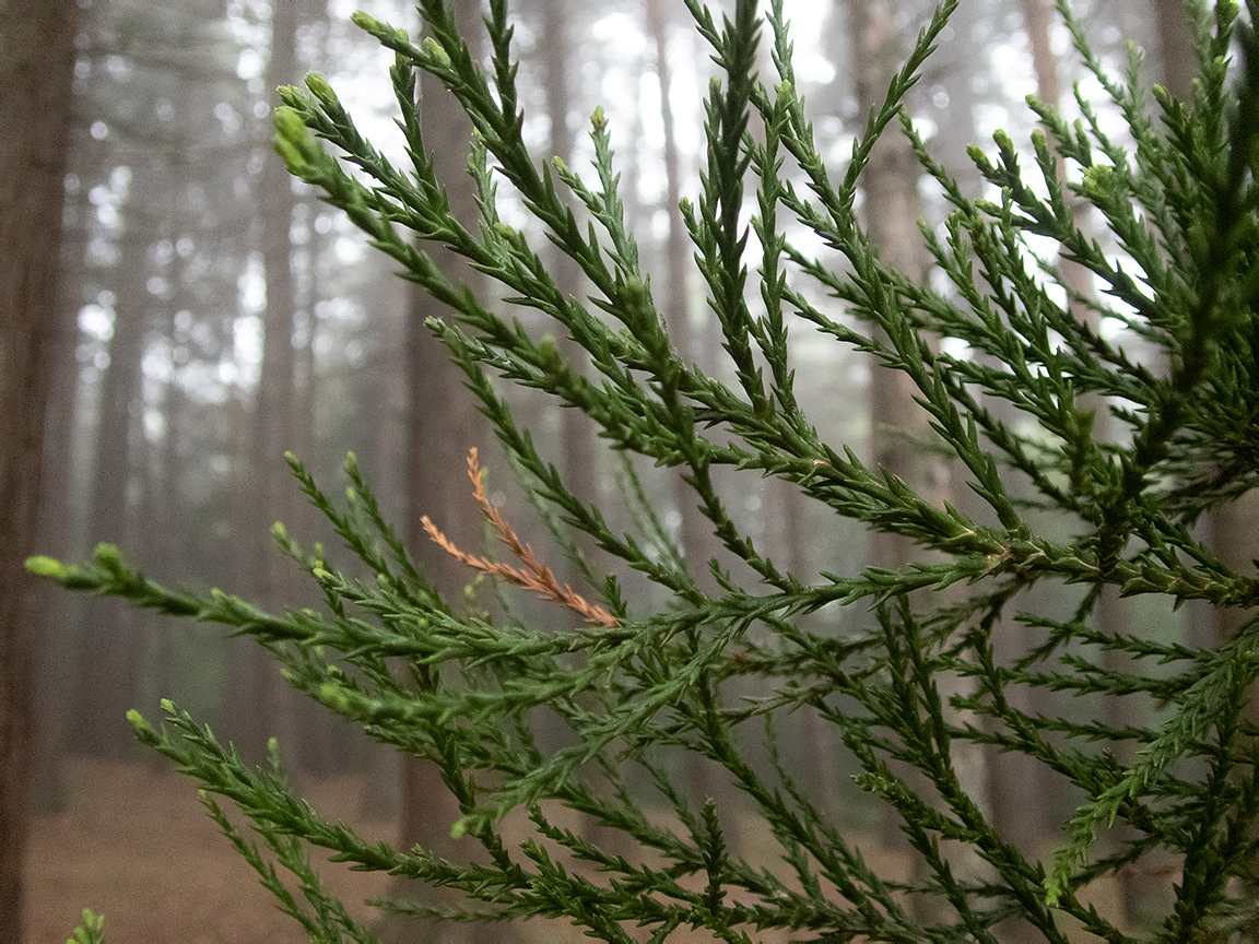 Image of Sequoiadendron giganteum specimen.