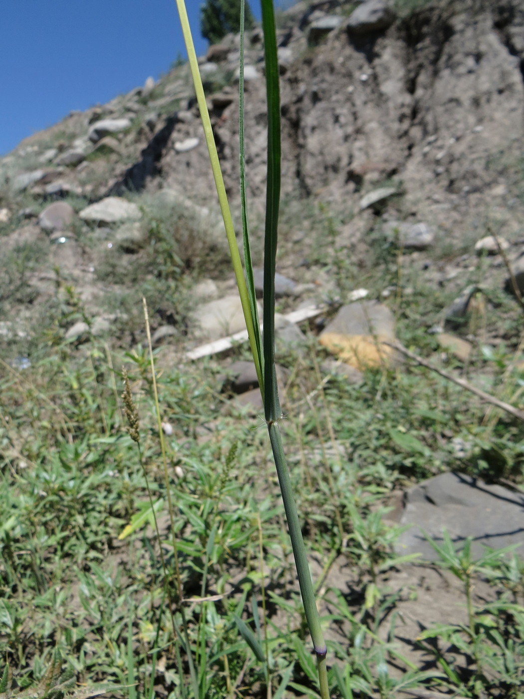 Изображение особи Bothriochloa ischaemum.