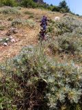 Echium vulgare. Цветущее растение с бабочками-пестрянками в сообществе с Astragalus arnacantha. Крым, Южный Берег, окр. с. Лучистое, гора Южная Демерджи, луг на склоне. 03.06.2024.