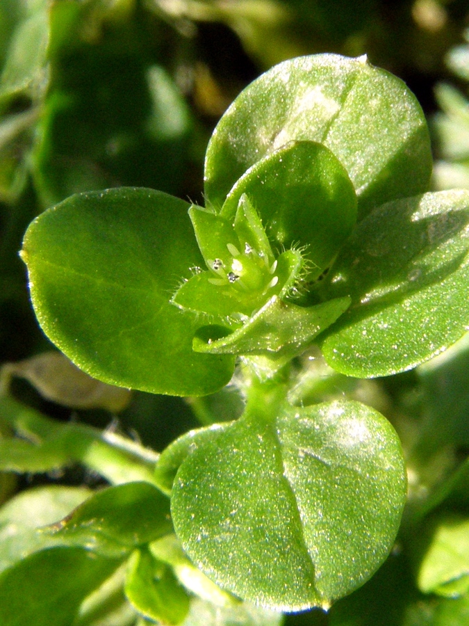 Image of Stellaria pallida specimen.