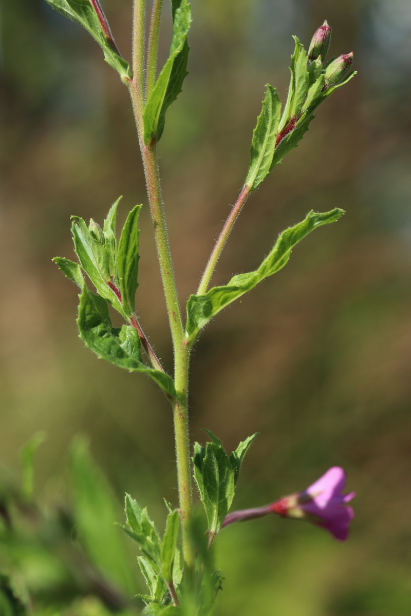 Image of Epilobium hirsutum specimen.