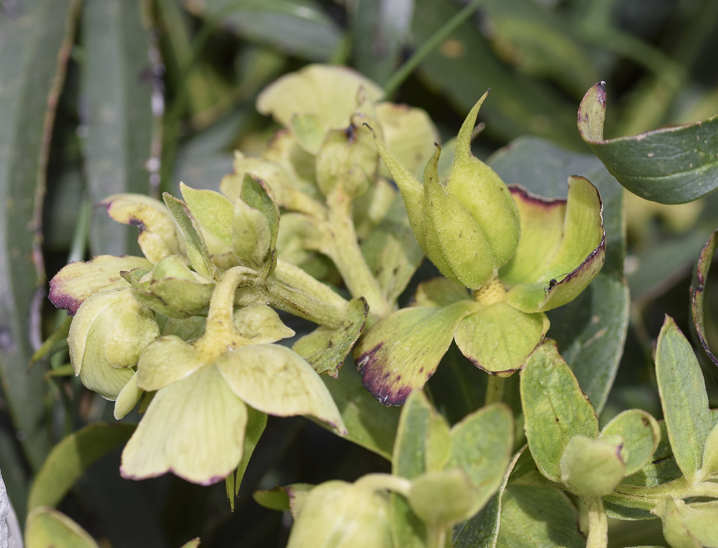 Изображение особи Helleborus foetidus.