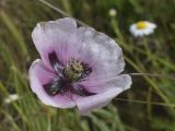 View full-size image Papaver somniferum
