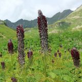 Смотреть изображение Pedicularis atropurpurea