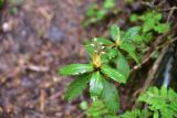 View full-size image Rhododendron caucasicum