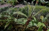 View full-size image Polystichum setiferum