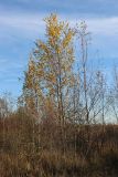 View full-size image Betula pendula