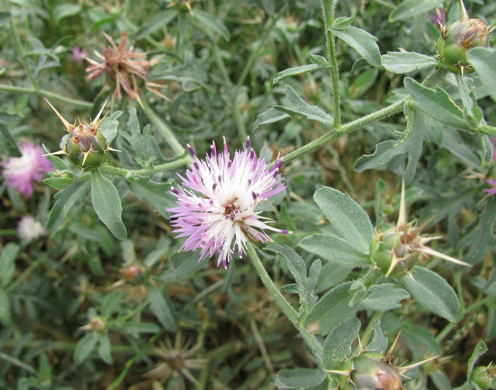 Изображение особи Centaurea iberica.