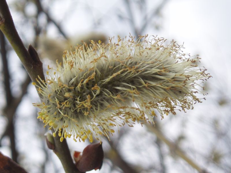 Image of Salix caprea specimen.