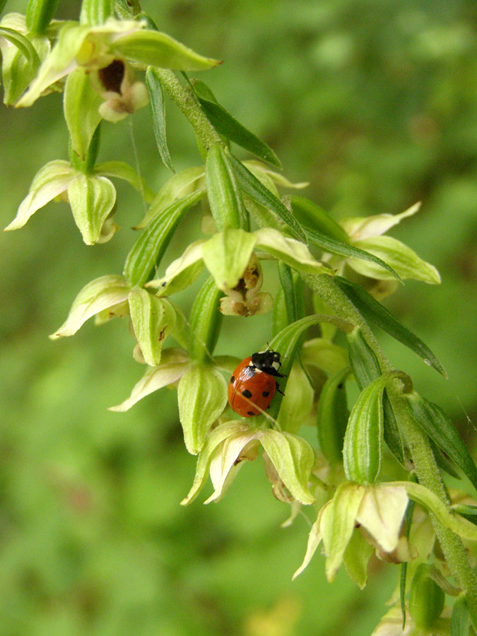 Изображение особи Epipactis helleborine.