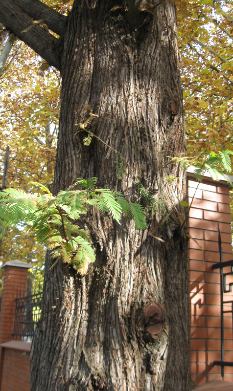 Image of Metasequoia glyptostroboides specimen.