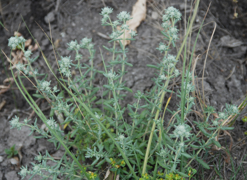 Image of Teucrium capitatum specimen.