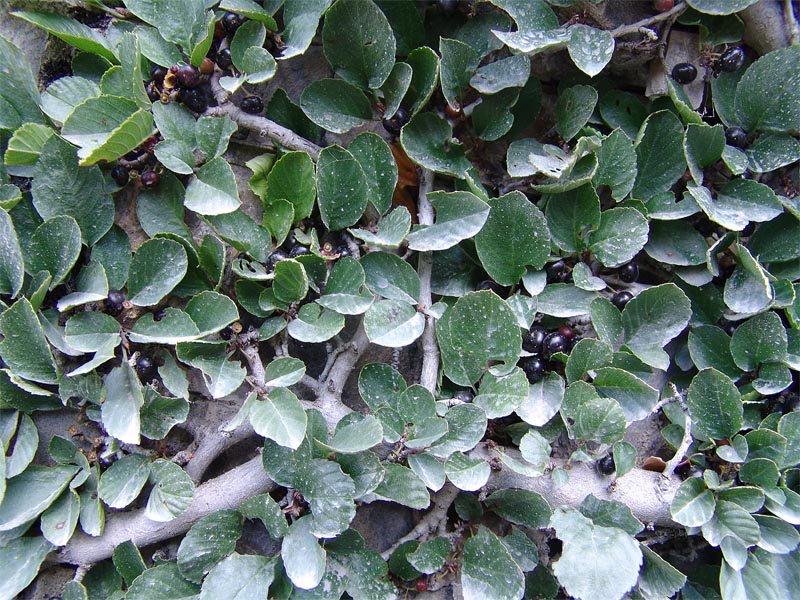 Image of Rhamnus microcarpa specimen.