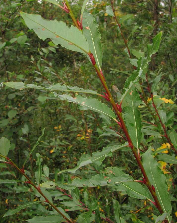 Image of Salix &times; tetrapla specimen.