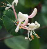 Lonicera caprifolium. Соцветия. Московская обл., Раменский р-н, окр. дер. Хрипань, садовый участок. 14.06.2011.