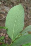 Salix × coriacea . Лист (вид с обратной стороны). Архангельская обл., Приморский р-н, окр. г. Северодвинск, край соснового леса. 18.06.2011.