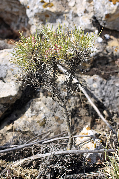 Изображение особи Astragalus inaequalifolius.