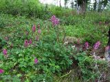 Corydalis paeoniifolia. Цветущие растения на поляне. Иркутская обл., Бодайбинский р-н, водораздел рек Имнях и Бол. Семикач, редколесная тайга. Июнь 2011 г.