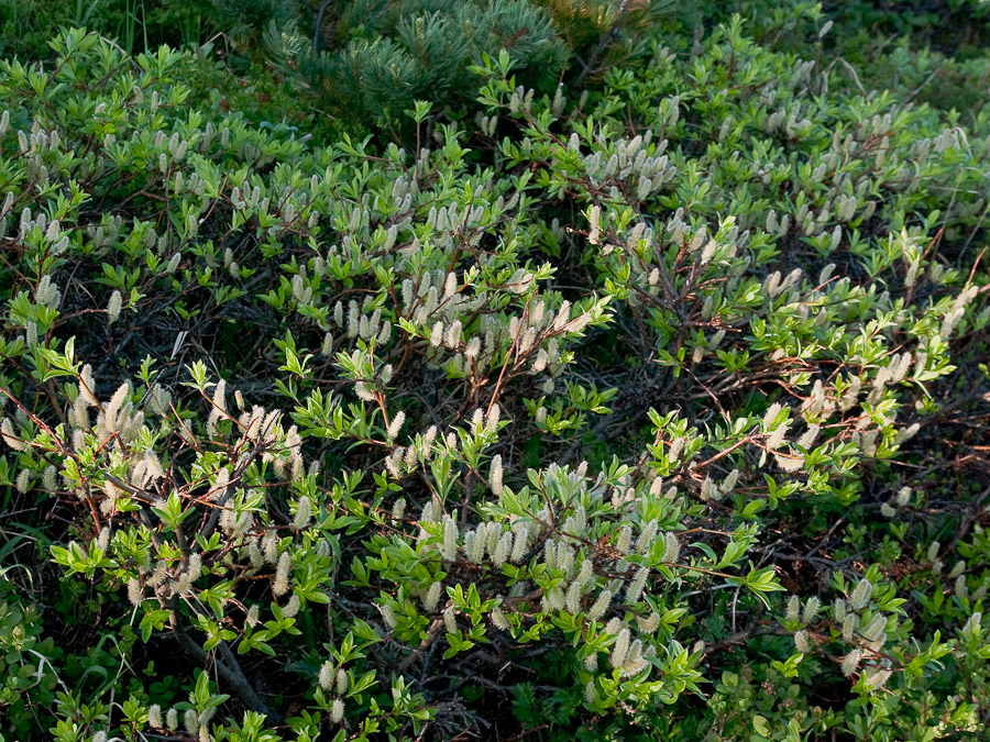 Изображение особи Salix pulchra.