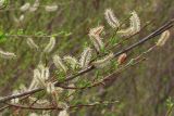 Salix purpurea. Ветвь с соцветиями. Крым, Бахчисарайский р-н, с. Соколиное. 9 апреля 2012 г.