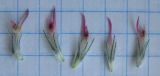 Trifolium hirtum. Цветки. Крым, Ялта, Грузпорт. 25 апреля 2012 г.