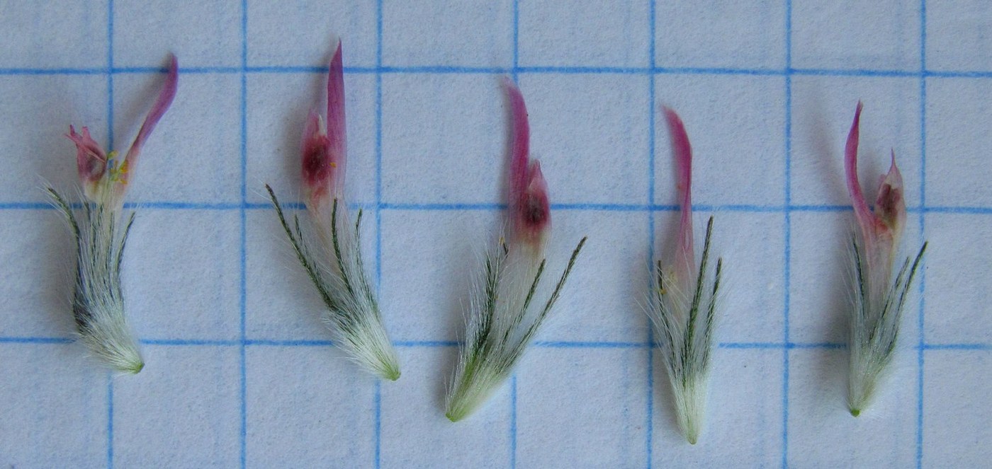 Image of Trifolium hirtum specimen.