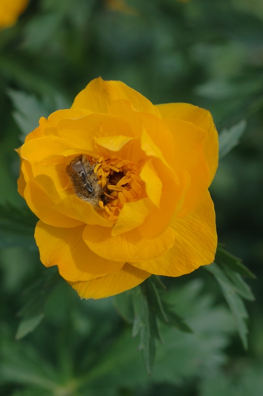 Image of Trollius altaicus specimen.