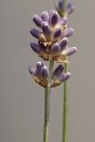 Lavandula angustifolia