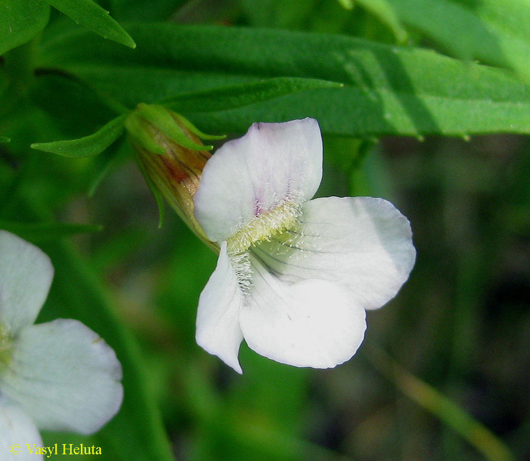 Изображение особи Gratiola officinalis.