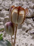 Tulipa biflora