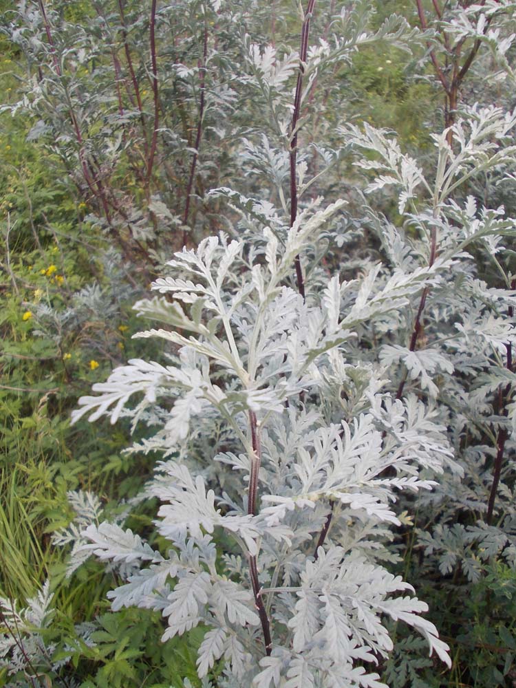 Изображение особи Artemisia messerschmidtiana.