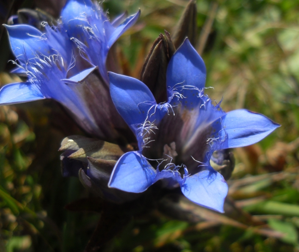 Image of Gentiana septemfida specimen.