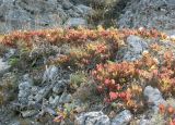 Cotinus coggygria. Плодоносящие кусты. Растения скумпии тарханкутской популяции очень редко бывают выше 70 см, в данном случае размер взрослого кустарничка типичный для этой расы - высота до 30 см. Крым, Тарханкутский п-ов, ур. Джангуль, в составе ксерофильного травяно-кустарничкового сообщества вместе с оносмой Onosma, козельцом Scorzonera, головчаткой Cephalaria, солнцецветом Helianthemum и, кажется, тонконогом Koeleria cristata на скалистом известняковом склоне к морю. 31.07.2007.