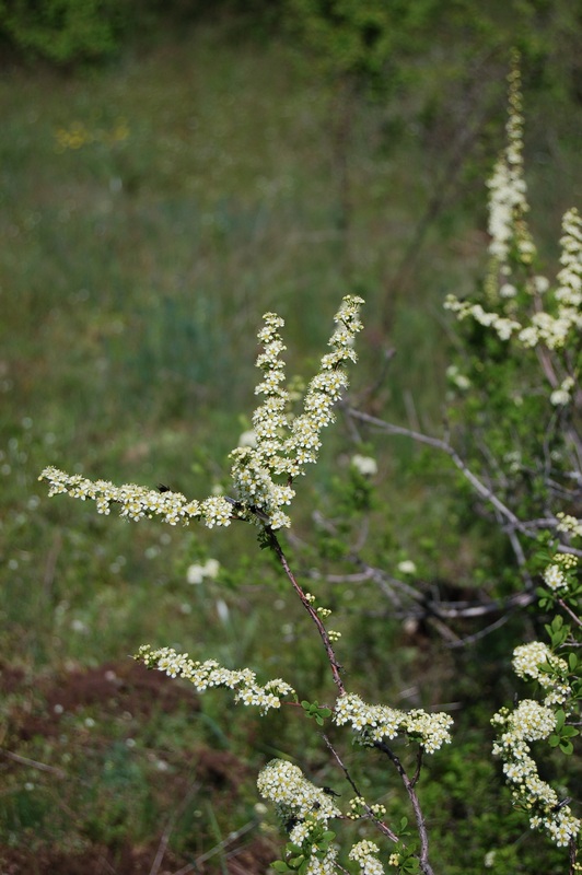 Image of Spiraea hypericifolia specimen.